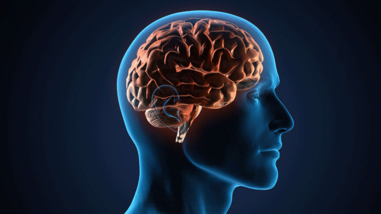 illustration cerveau et vieillissement cérébrale
